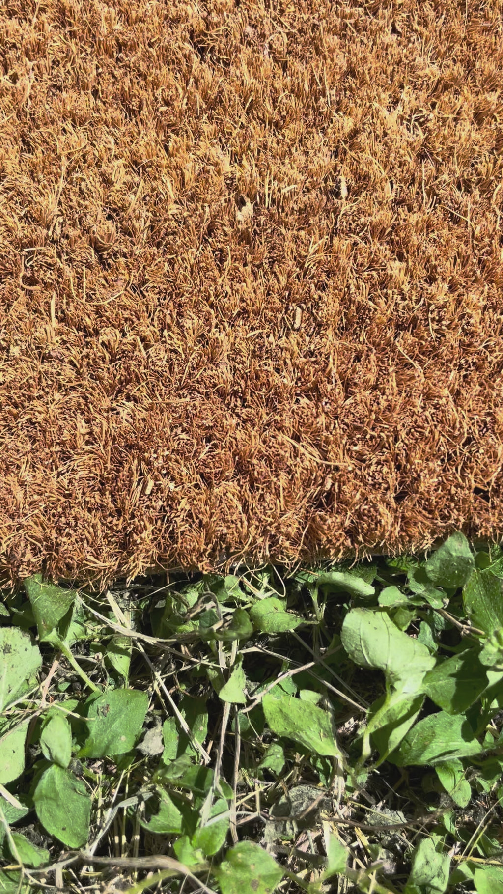 The Neighbors Think I'm Selling Cole Face Doormat 