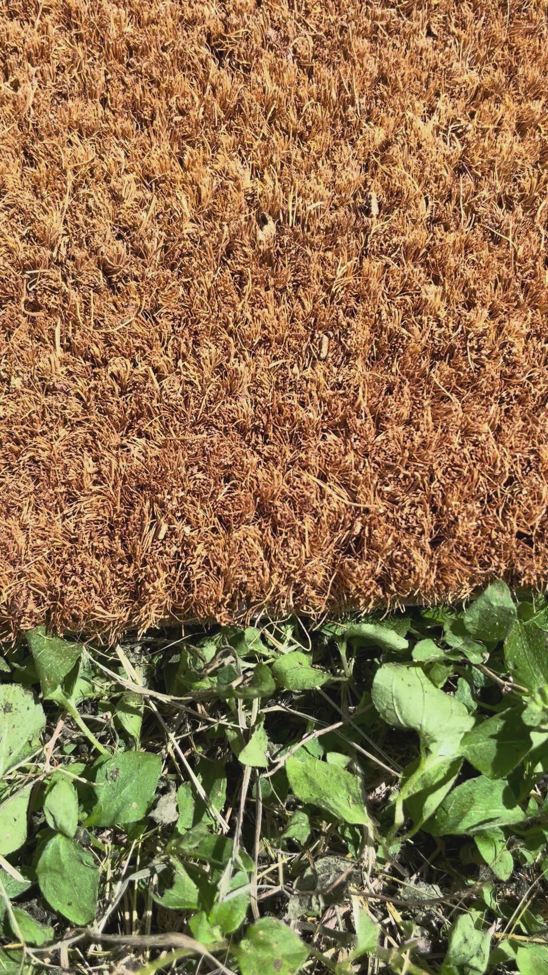 The Neighbors Think I'm Selling Cole Face Doormat 