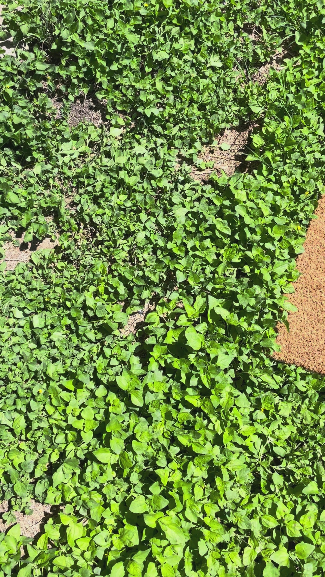 Game Time B*ches Doormat 